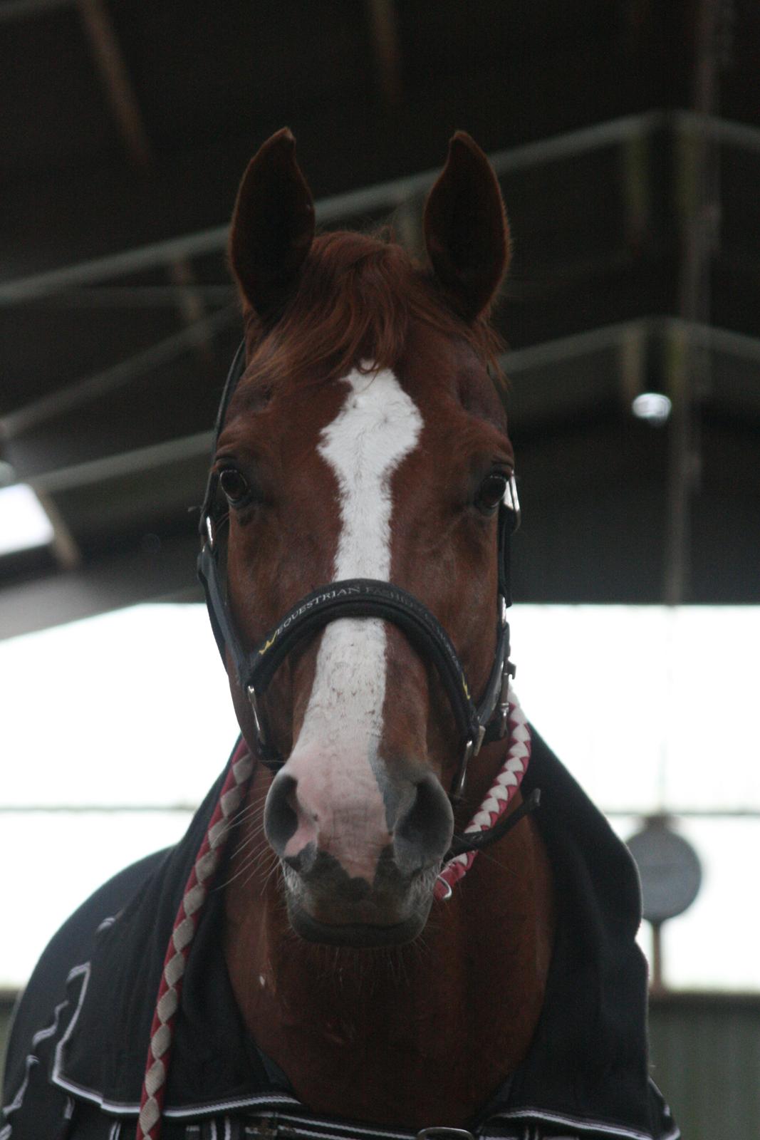 Hannoveraner Welsche Welt billede 4