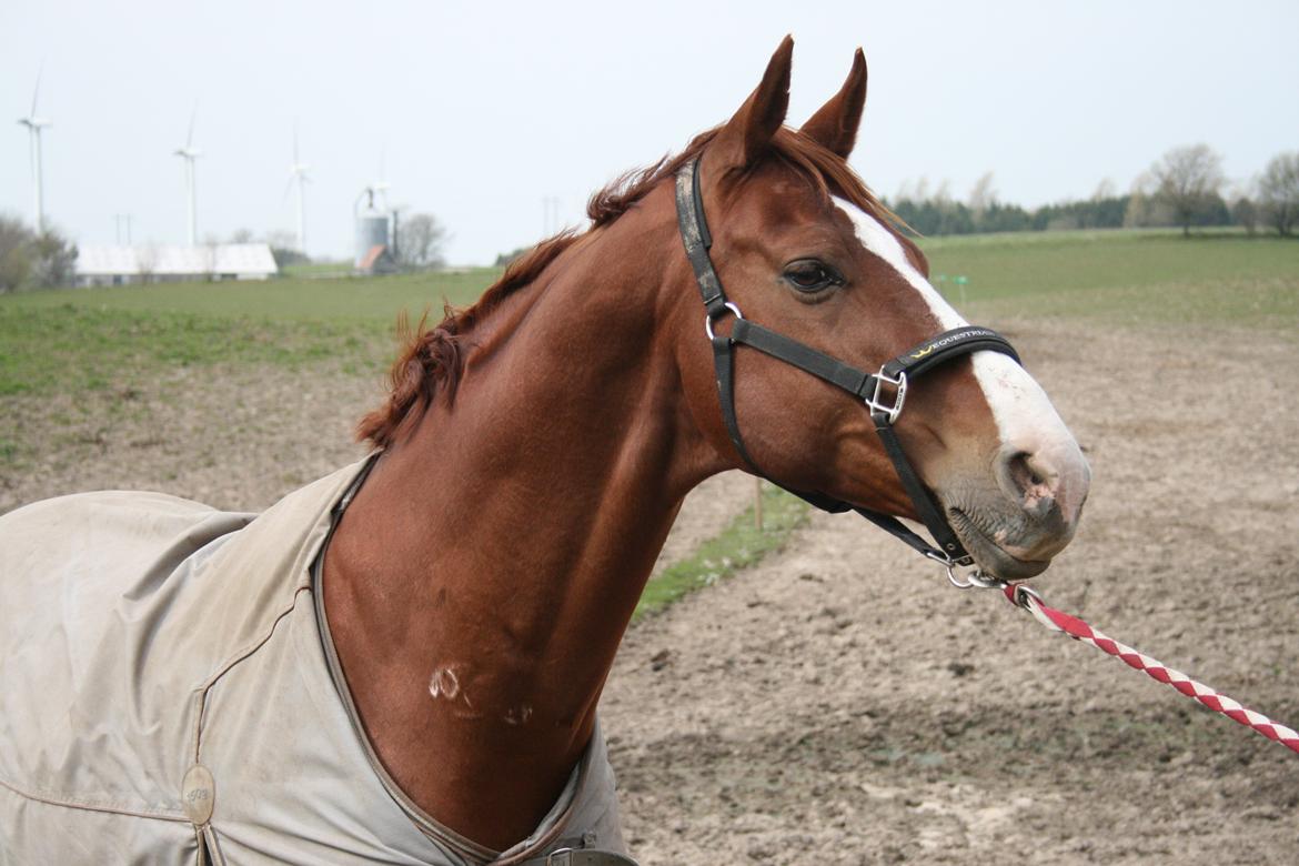 Hannoveraner Welsche Welt billede 11