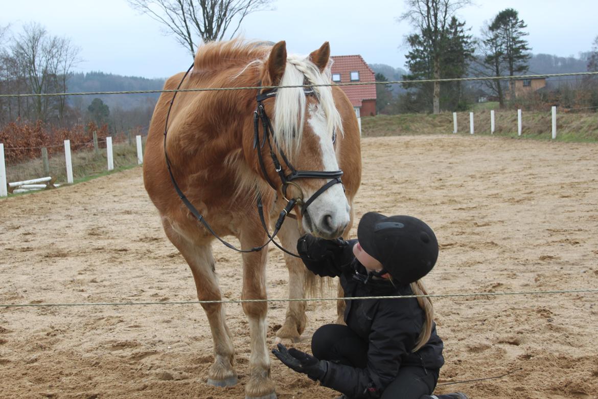 Haflinger Romeo - Kyys  billede 13