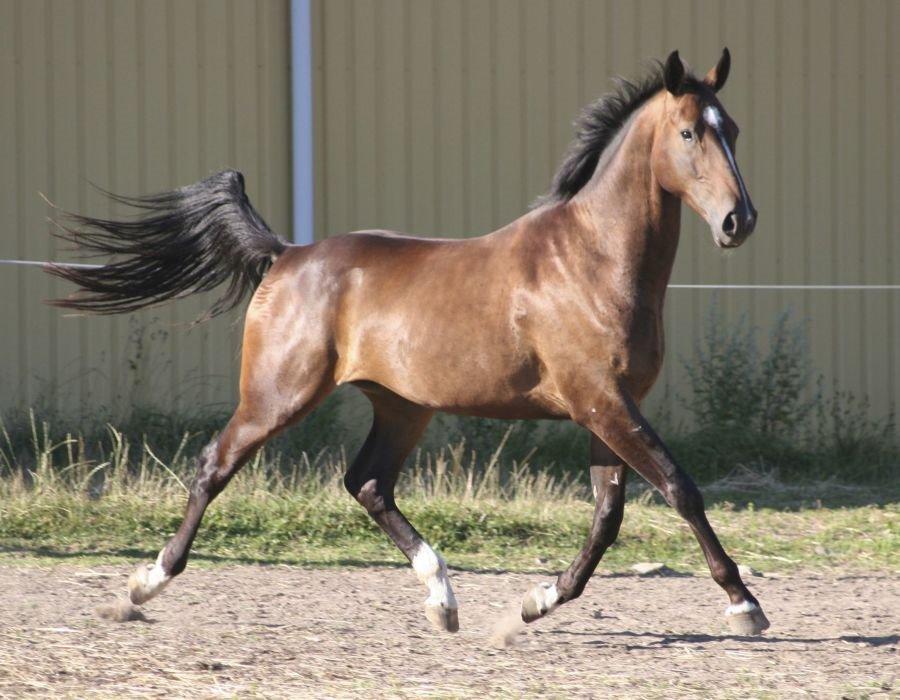 Oldenborg Sanddallunds Iroy - Billede fra tidligere ejer billede 1