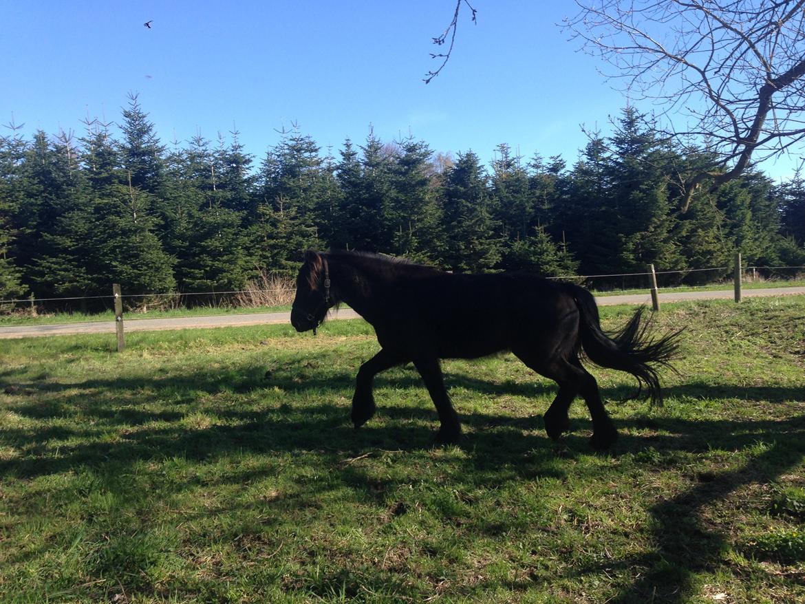 Anden særlig race Agathe billede 15