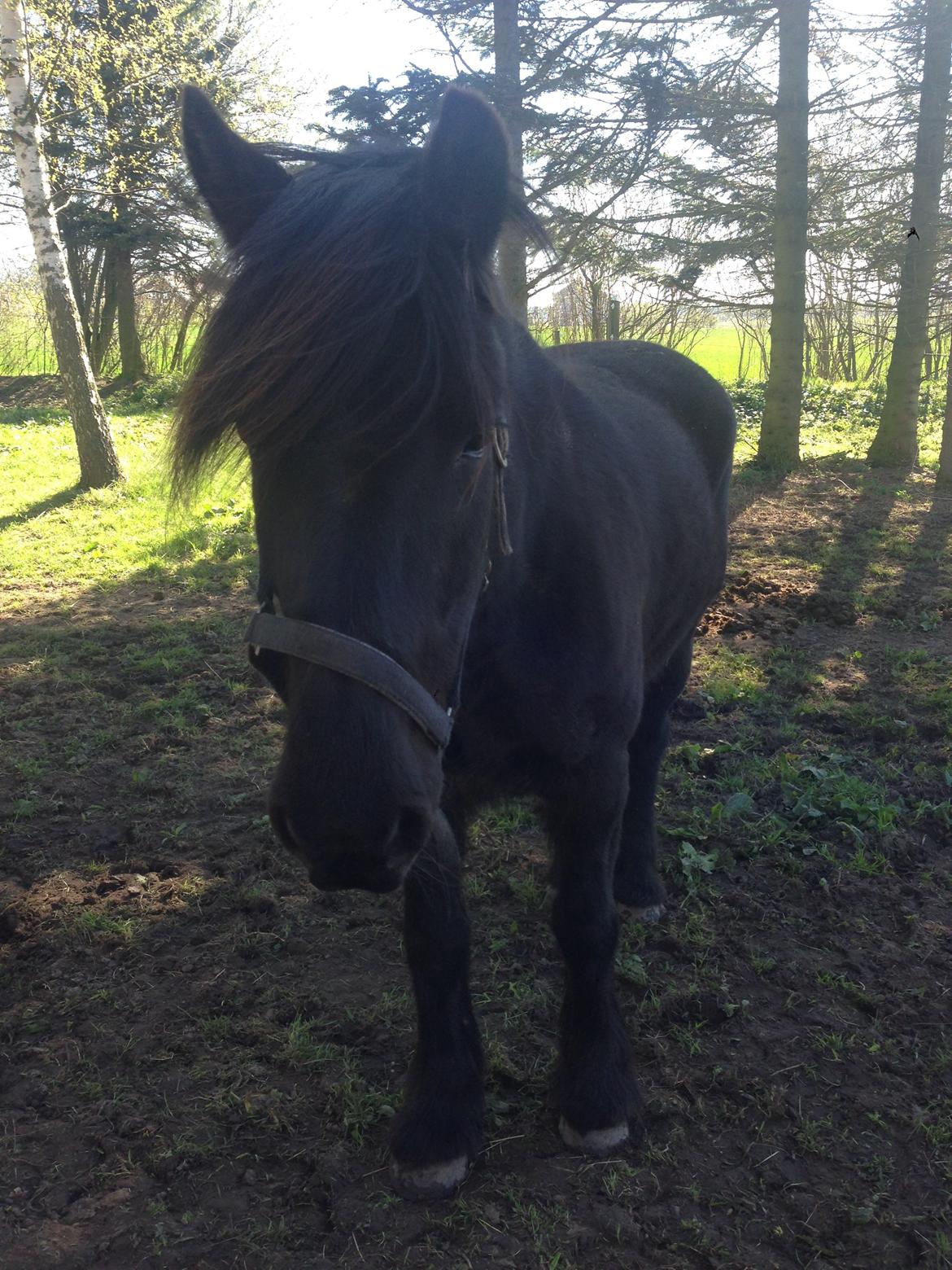 Anden særlig race Agathe billede 16