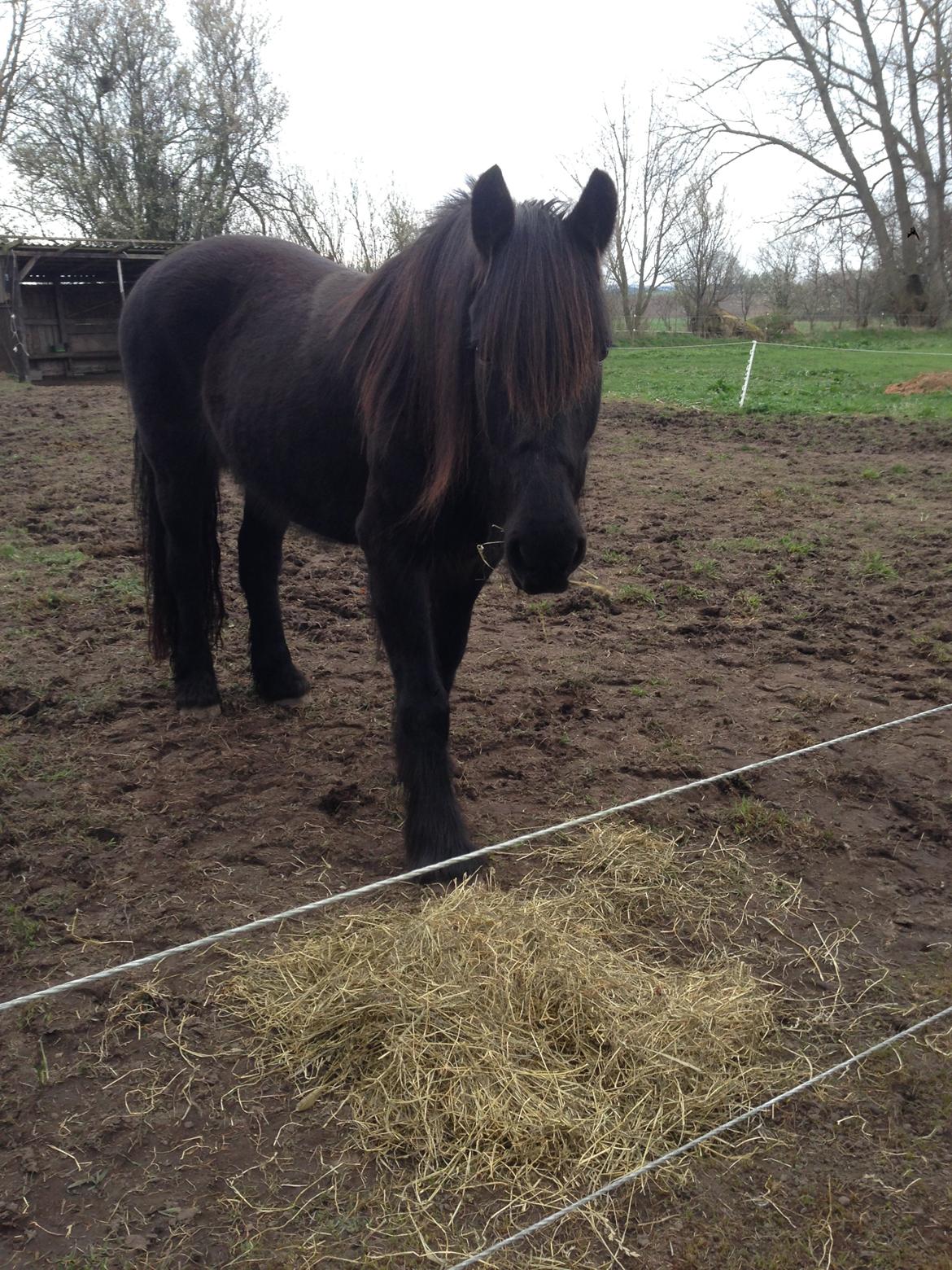 Anden særlig race Agathe billede 17