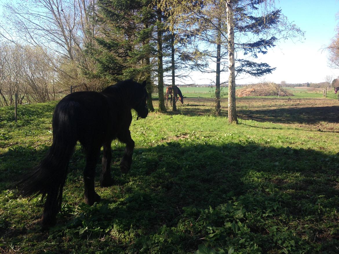 Anden særlig race Agathe billede 18