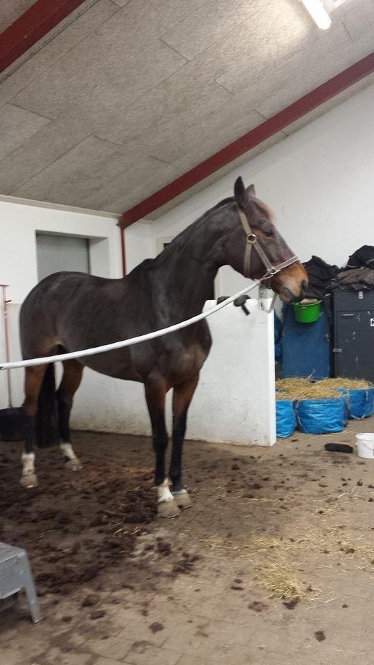 Dansk Varmblod Capacity cherinn - nyklippet :) billede 7