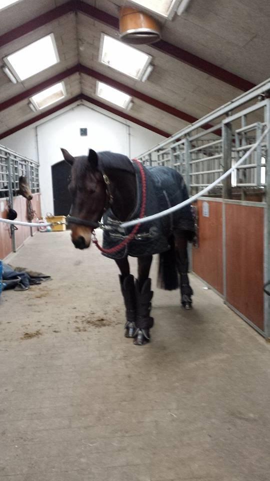 Dansk Varmblod Capacity cherinn - klar til at tage til stævne :)  billede 9