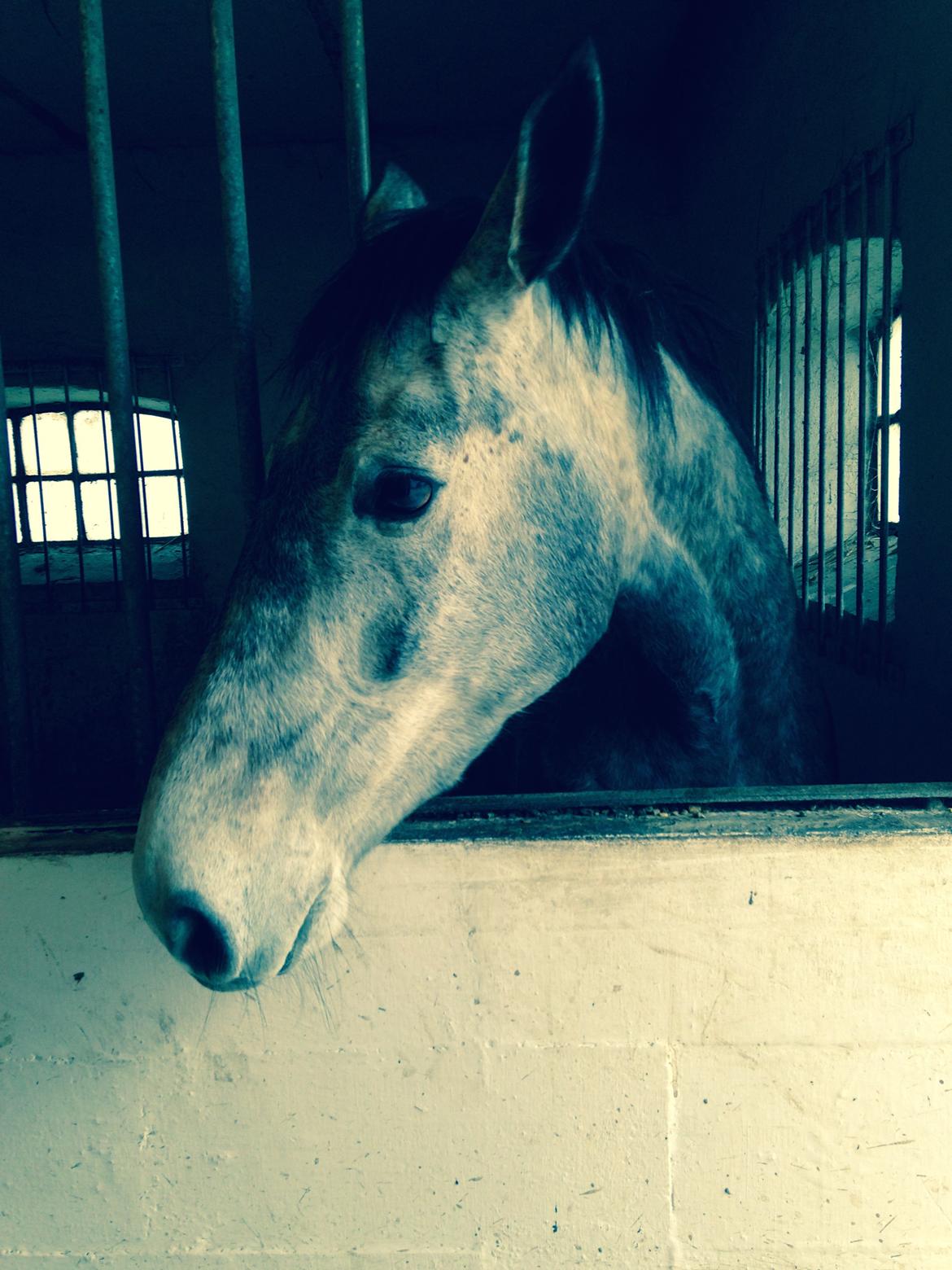 Dansk Varmblod Candis - Candis dagen efter hun var ankommet ude ved Shila, hvor hun skal tilrides. billede 11