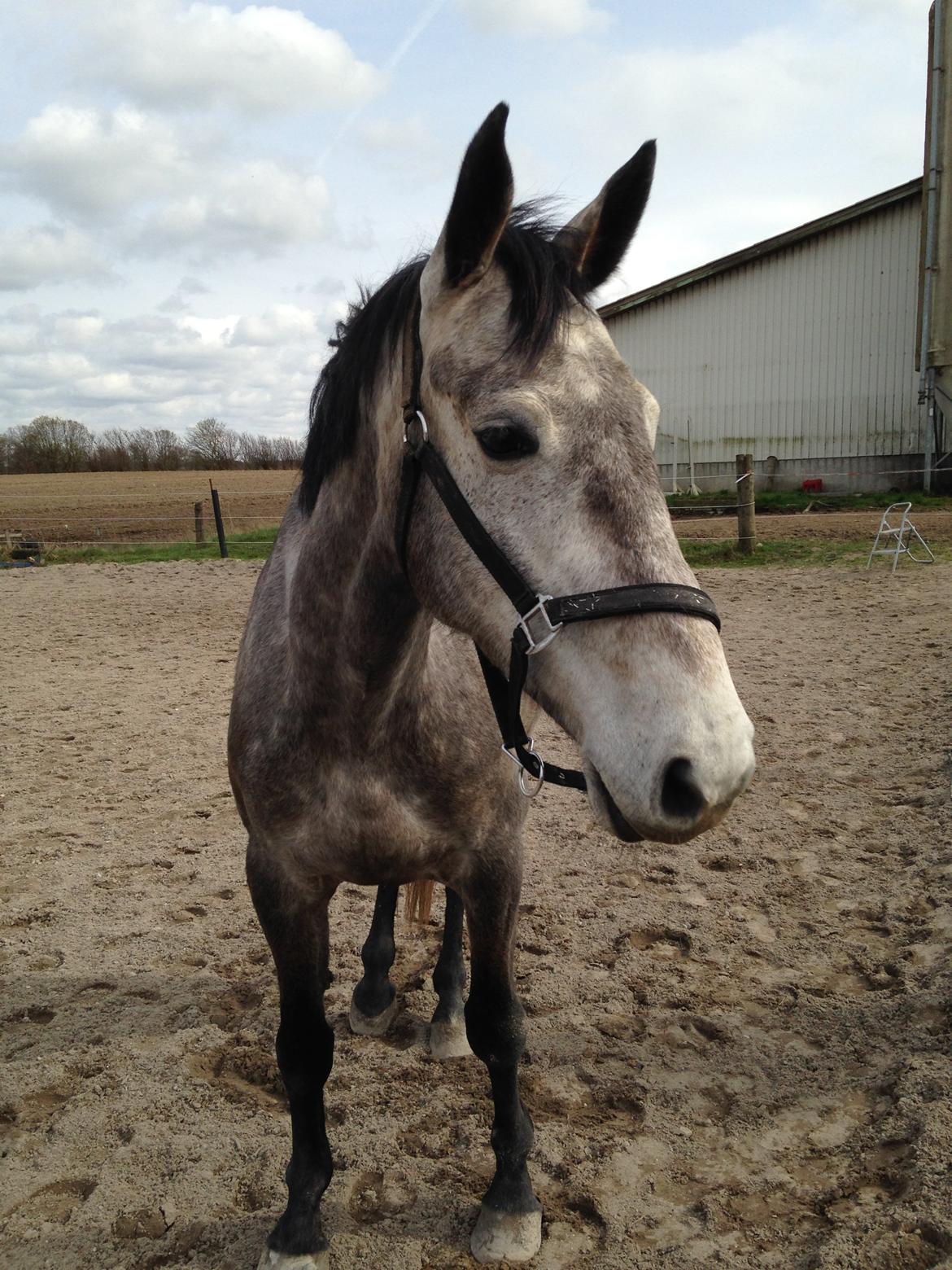 Dansk Varmblod Candis billede 12