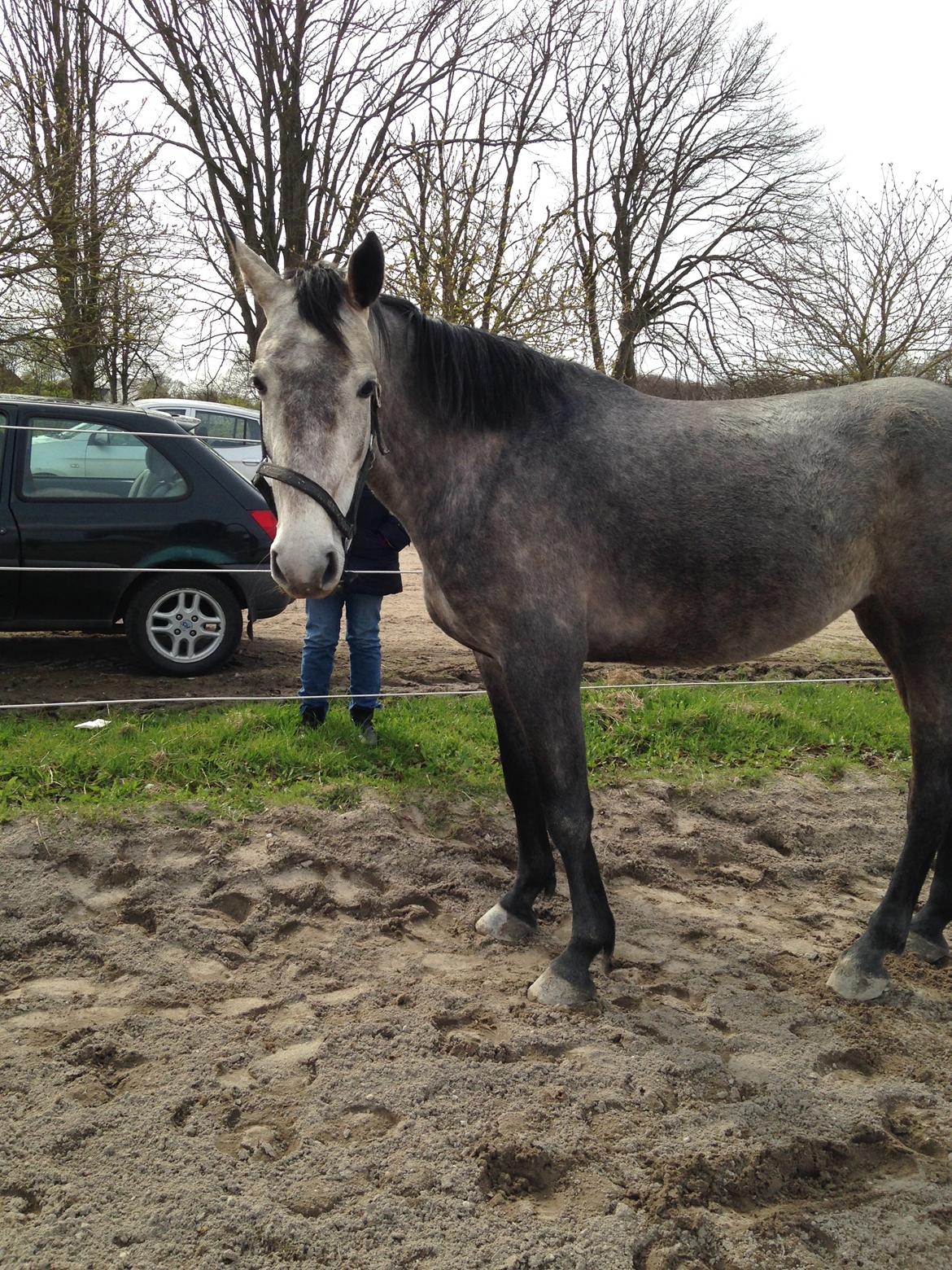 Dansk Varmblod Candis billede 13