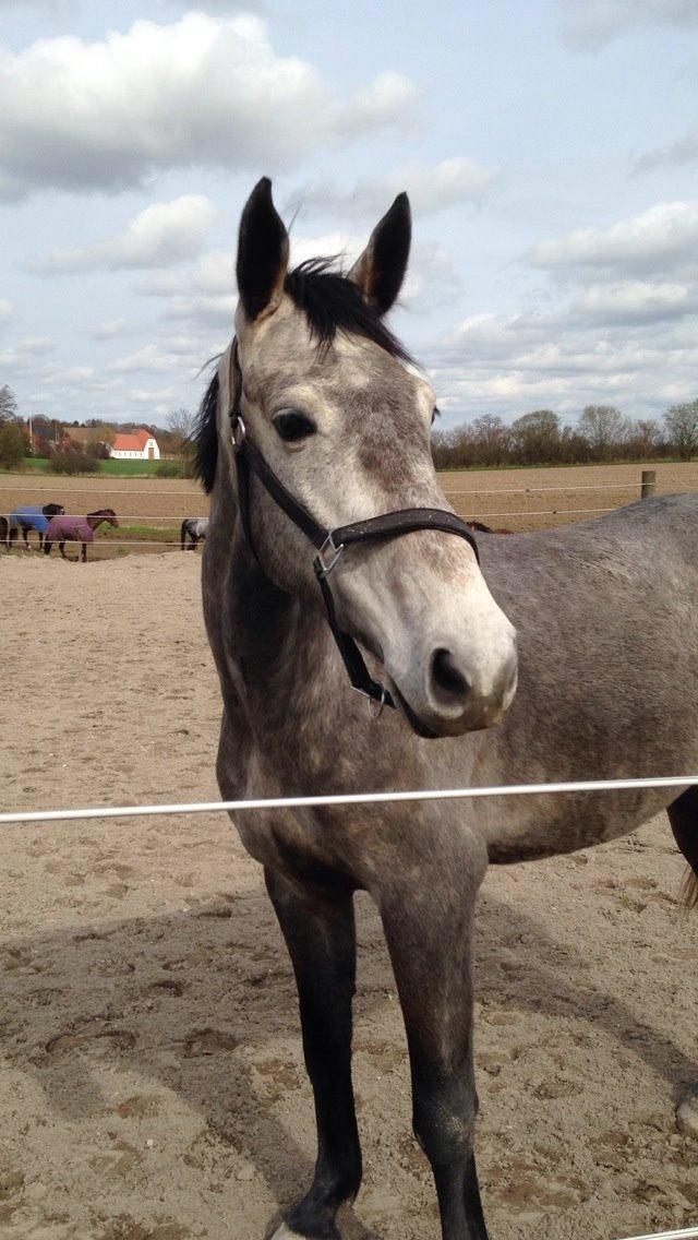 Dansk Varmblod Candis - Candis på fold ude ved Shila  billede 3