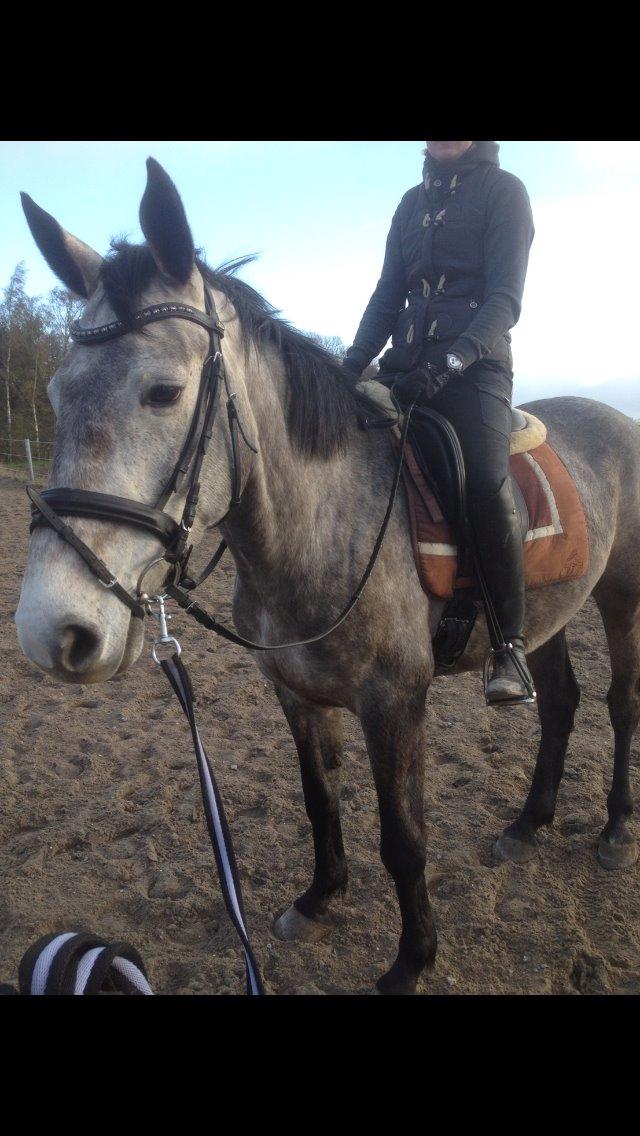 Dansk Varmblod Candis - En af de første gange med rytter på.  billede 16