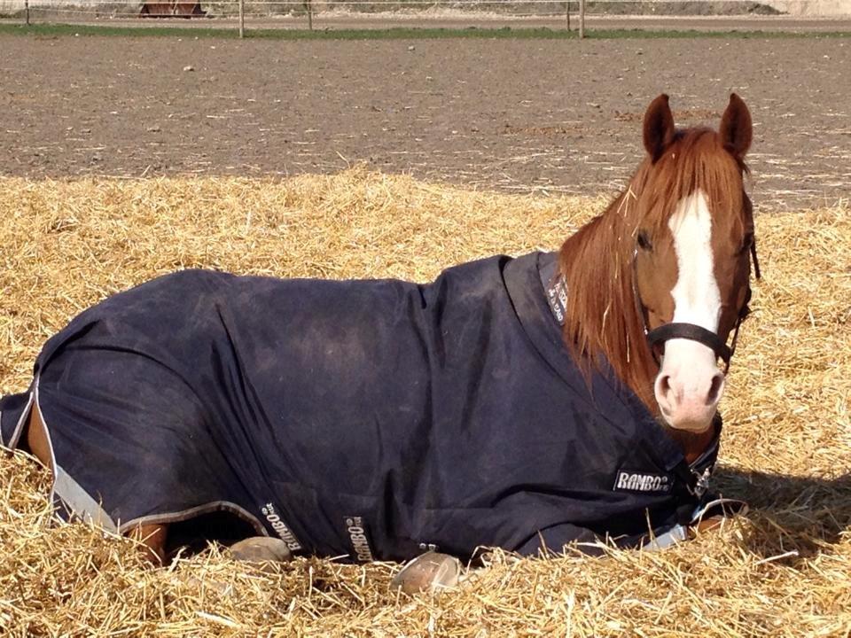 Palomino Marielyst Mr. Perfect billede 3