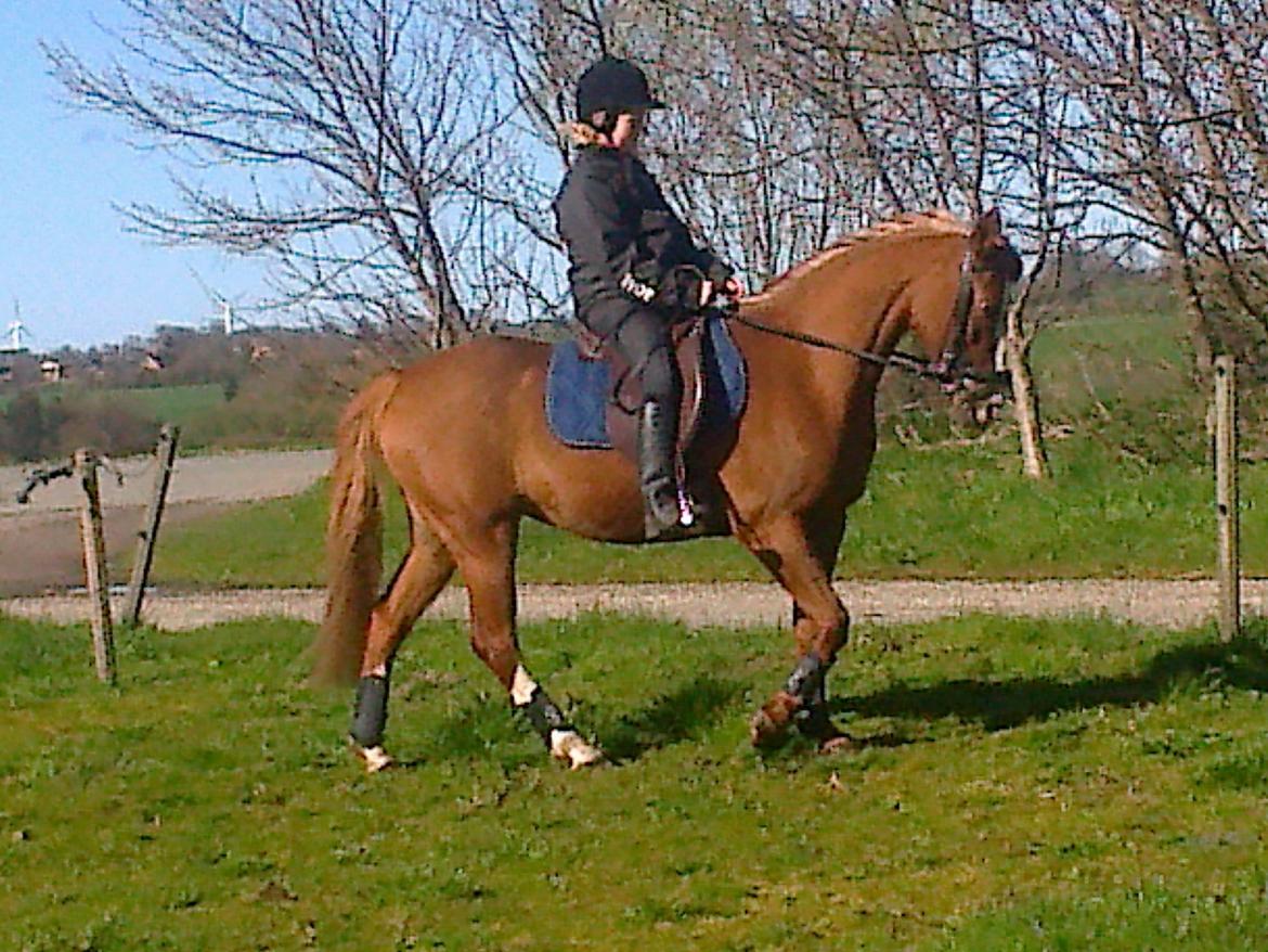 Hollandsk Sportspony Elvira billede 6