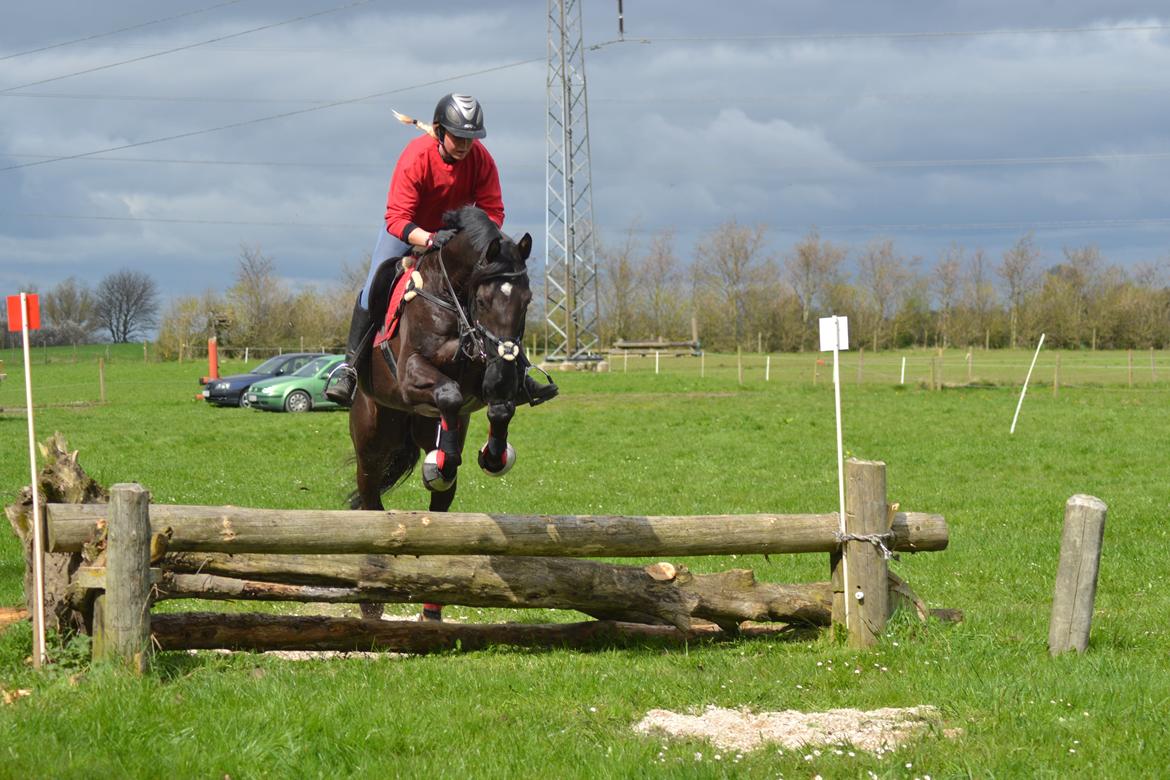 Dansk Varmblod Quendy - L billede 19