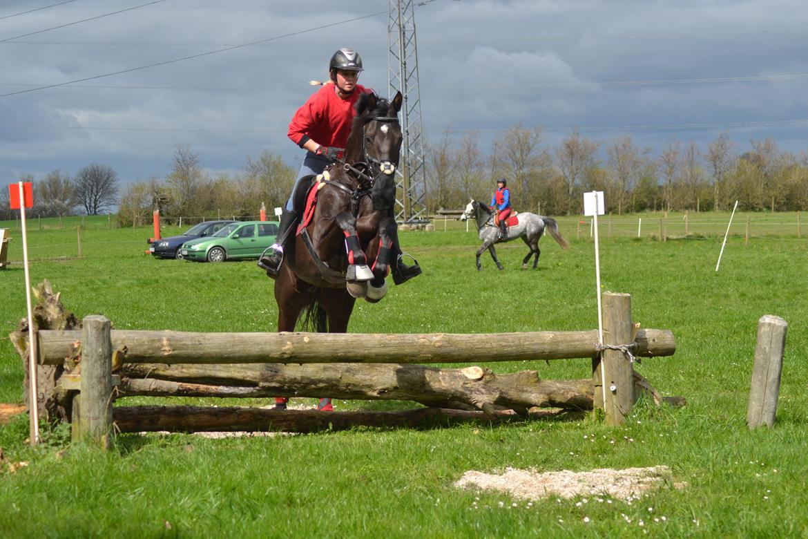 Dansk Varmblod Quendy - L billede 20