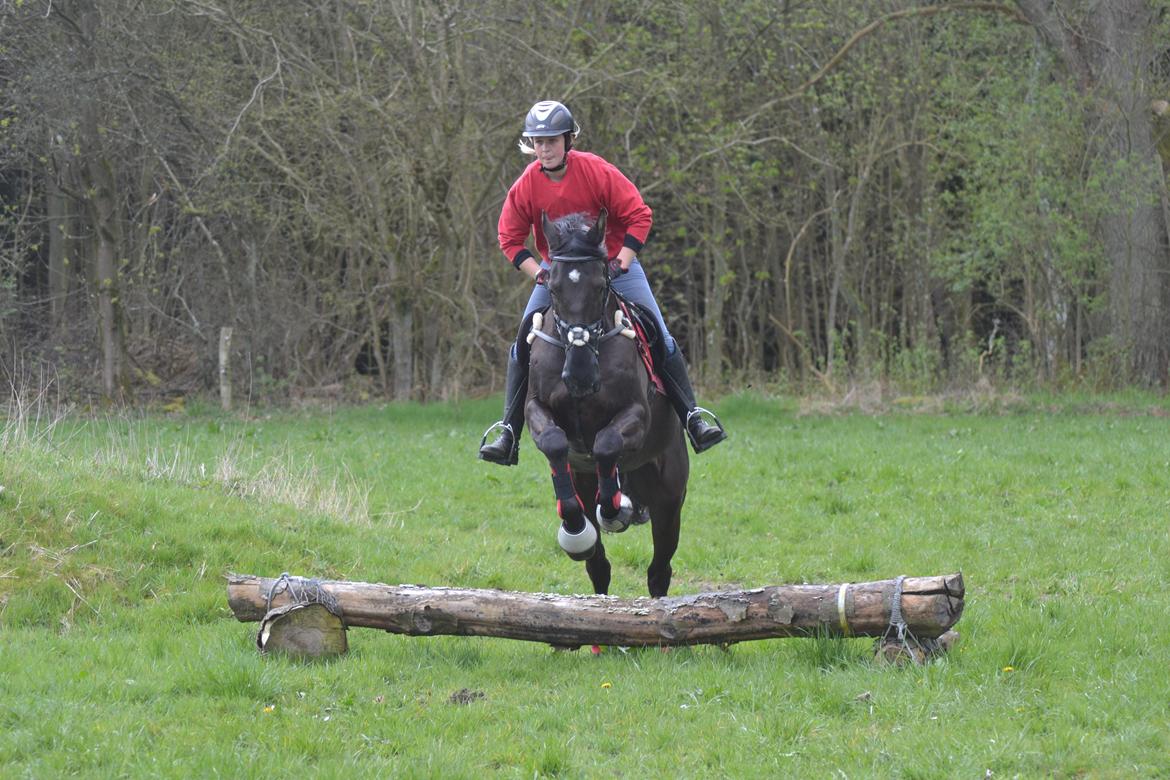 Dansk Varmblod Quendy - L billede 18