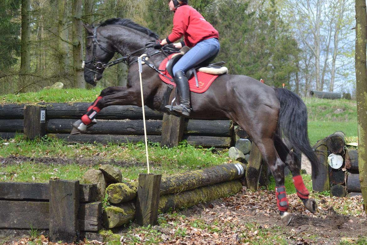 Dansk Varmblod Quendy - L billede 22