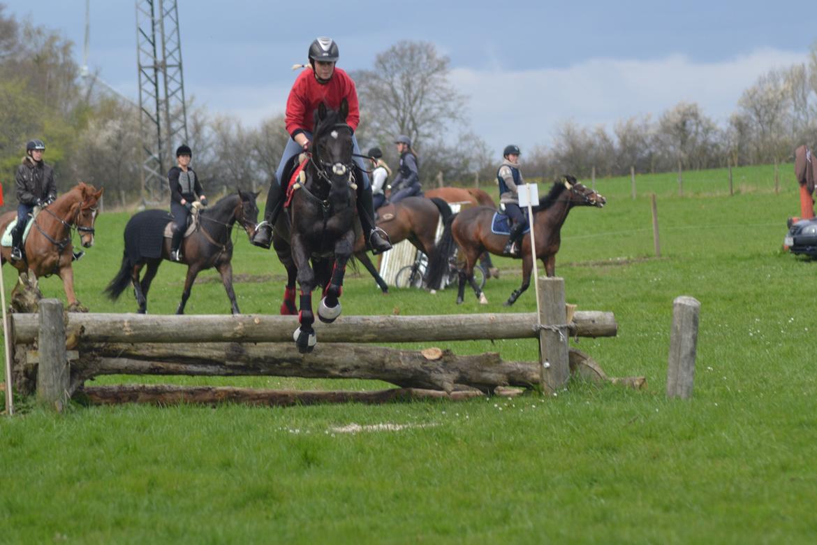 Dansk Varmblod Quendy - L billede 23