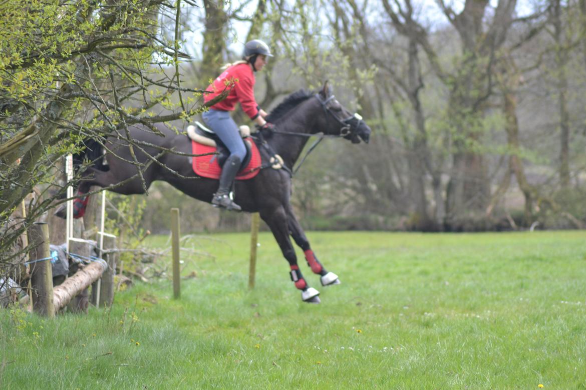 Dansk Varmblod Quendy - L billede 24