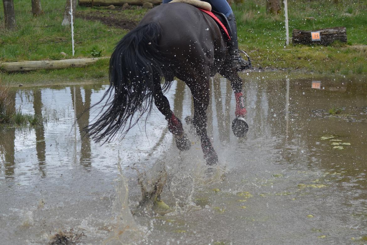 Dansk Varmblod Quendy - L billede 25