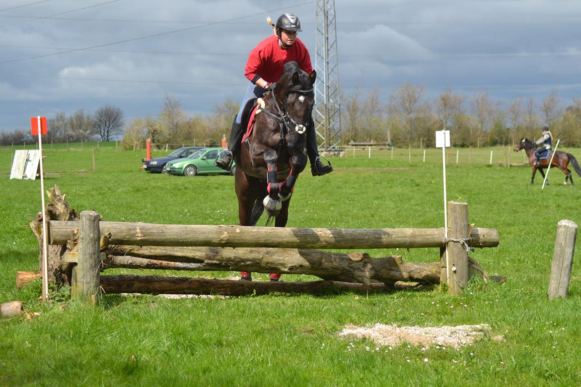 Dansk Varmblod Quendy - L billede 21