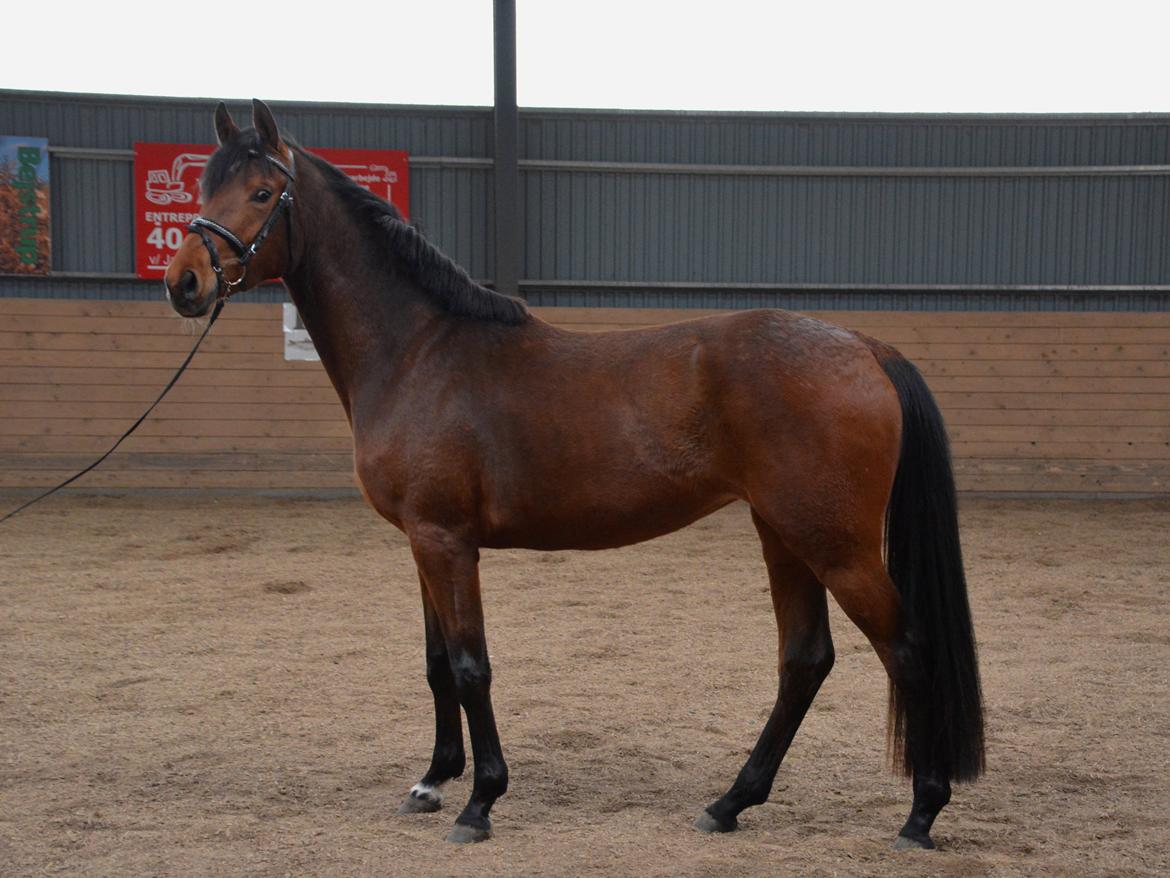 Dansk Varmblod Castana L billede 4