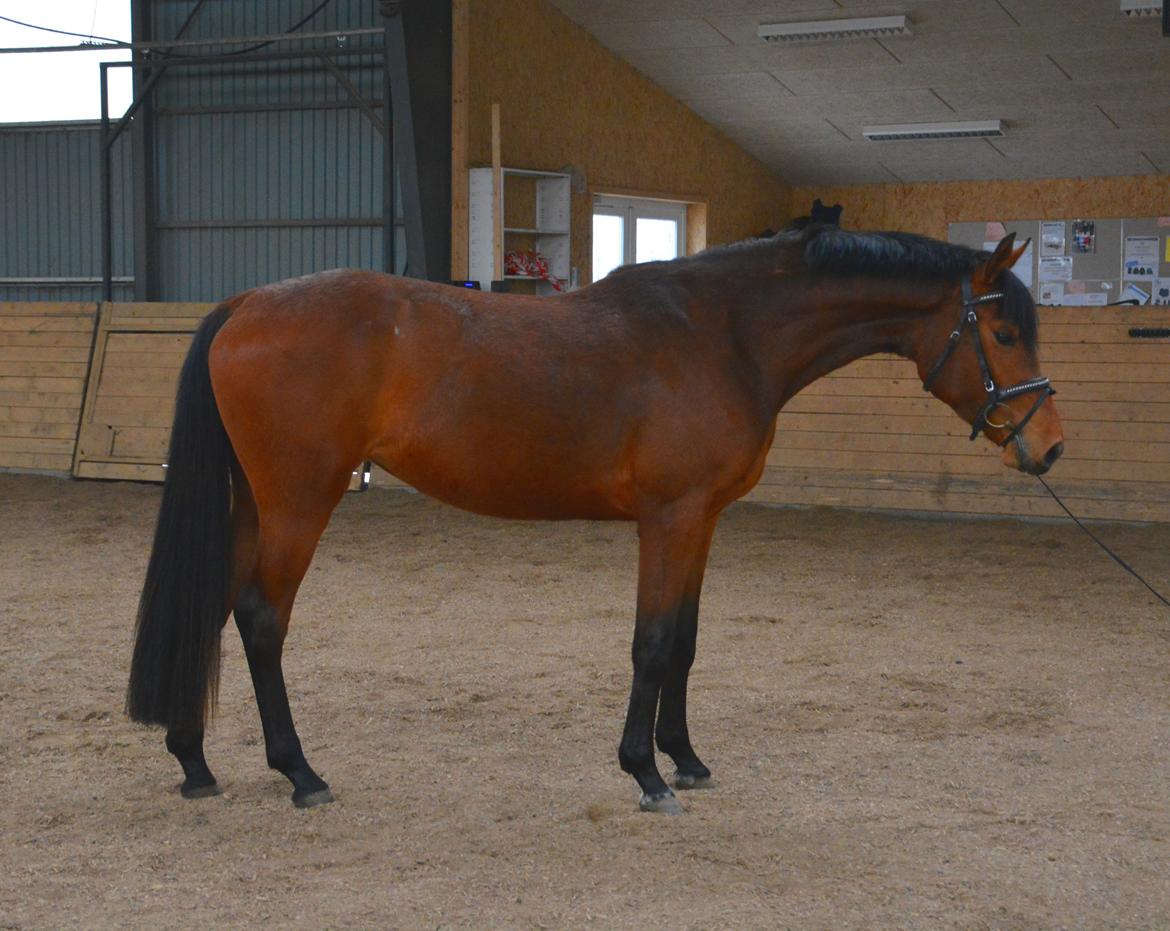 Dansk Varmblod Castana L billede 7