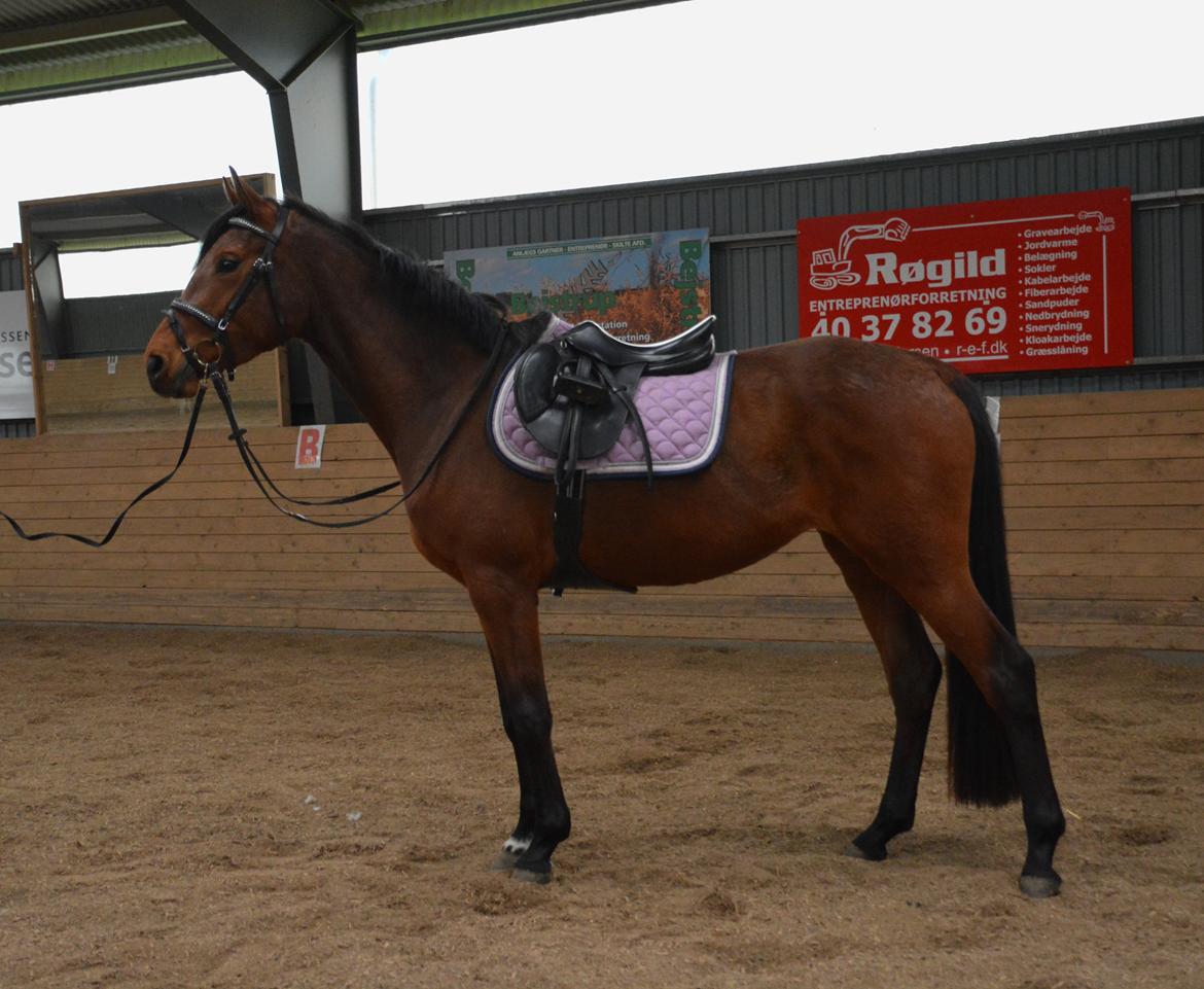 Dansk Varmblod Castana L billede 19