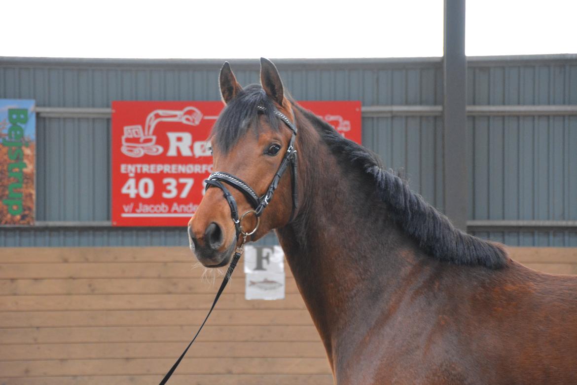 Dansk Varmblod Castana L billede 6