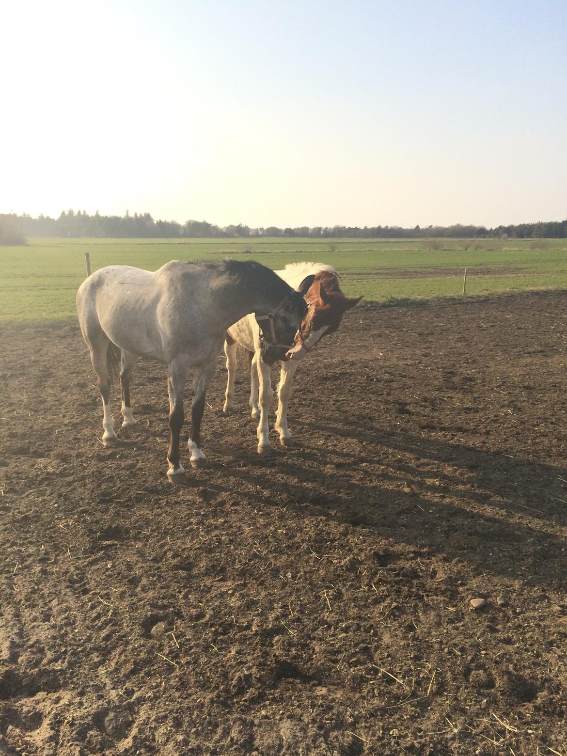 Pinto Captain Morgan billede 7