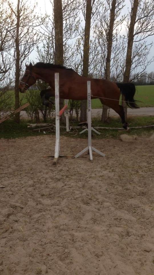 Ungarnsk Varmblod  Lili - Løs spring 17/4-14.. 110 cm billede 15