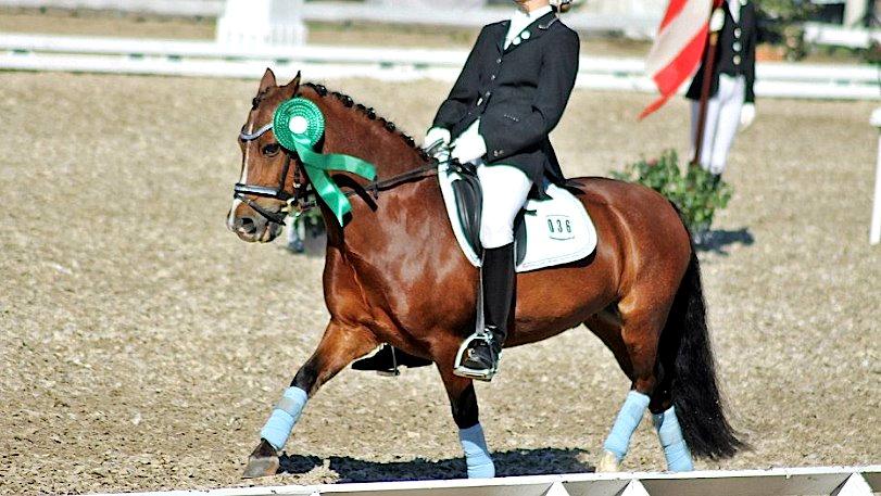 Welsh Pony (sec B) Bakkegårdens Valentin A-pony - Velkommen til Valentins profil <3 DM 2012 billede 1