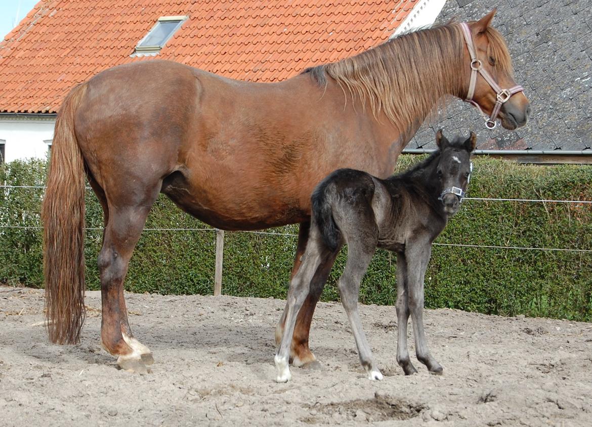 Welsh Pony (sec B) Keilkær Zerlina R.I.P. billede 1