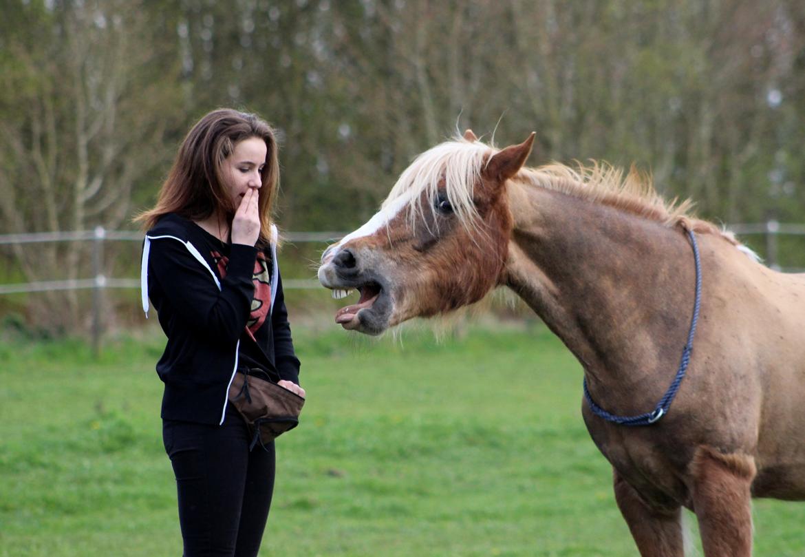 Welsh Cob (sec D) | Glanvyrnwy Olwena - Gaber på kommando. ♥ April 2014. billede 16