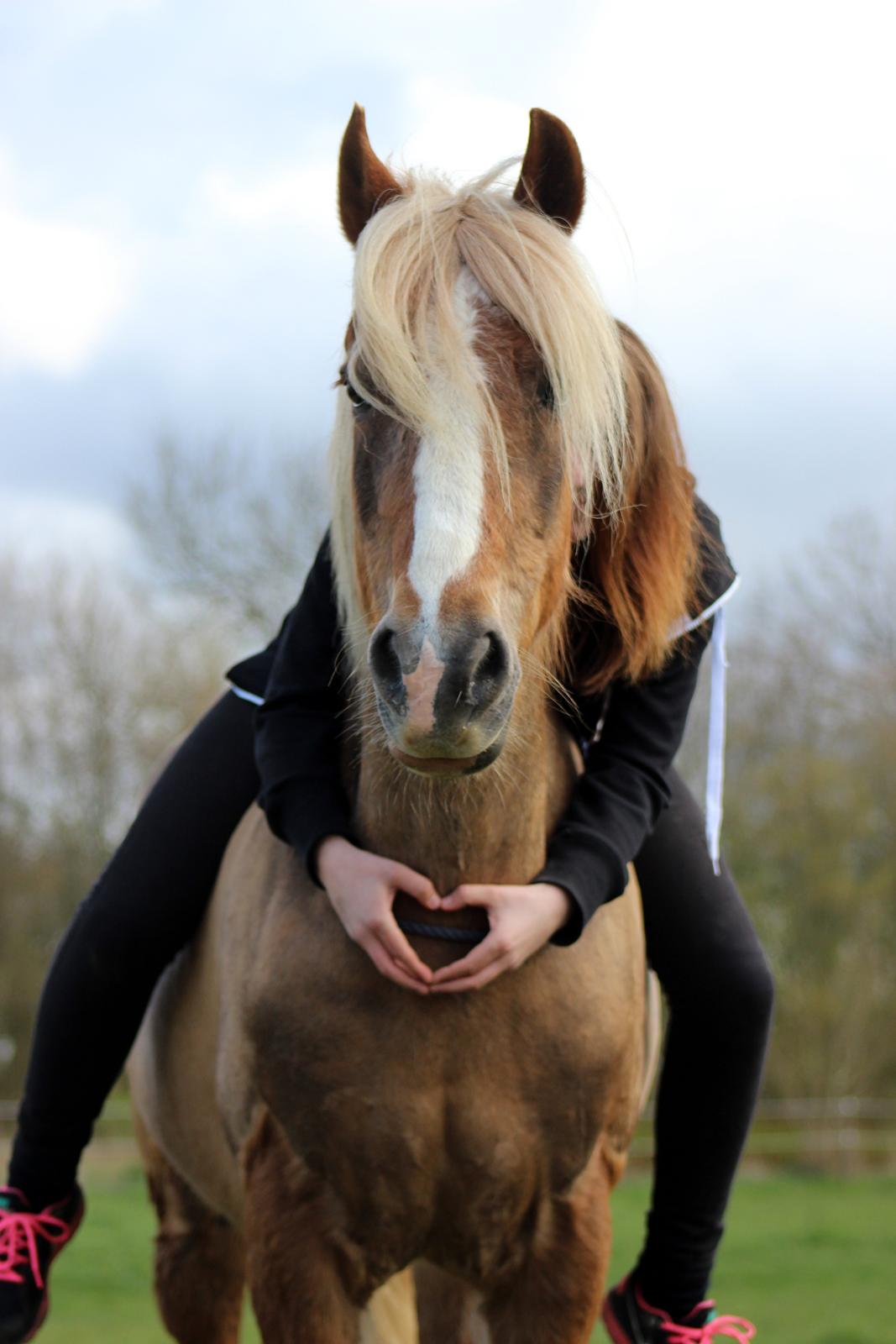 Welsh Cob (sec D) | Glanvyrnwy Olwena - Love. ♥ April 2014. billede 18