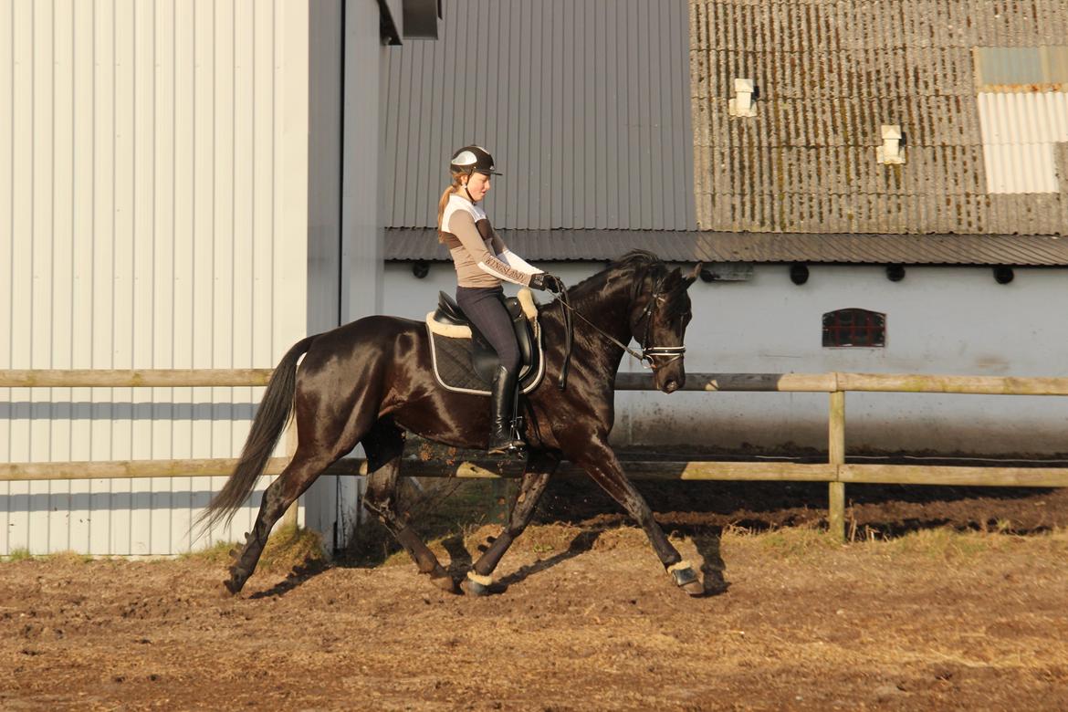 Dansk Varmblod LUTHERS TEQUILA SUNRISE - Sunny til første udendørs træning i det nye år. 11/02 - 2014 billede 5
