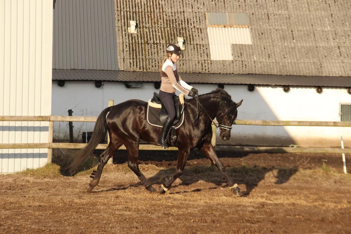 Dansk Varmblod LUTHERS TEQUILA SUNRISE billede 18