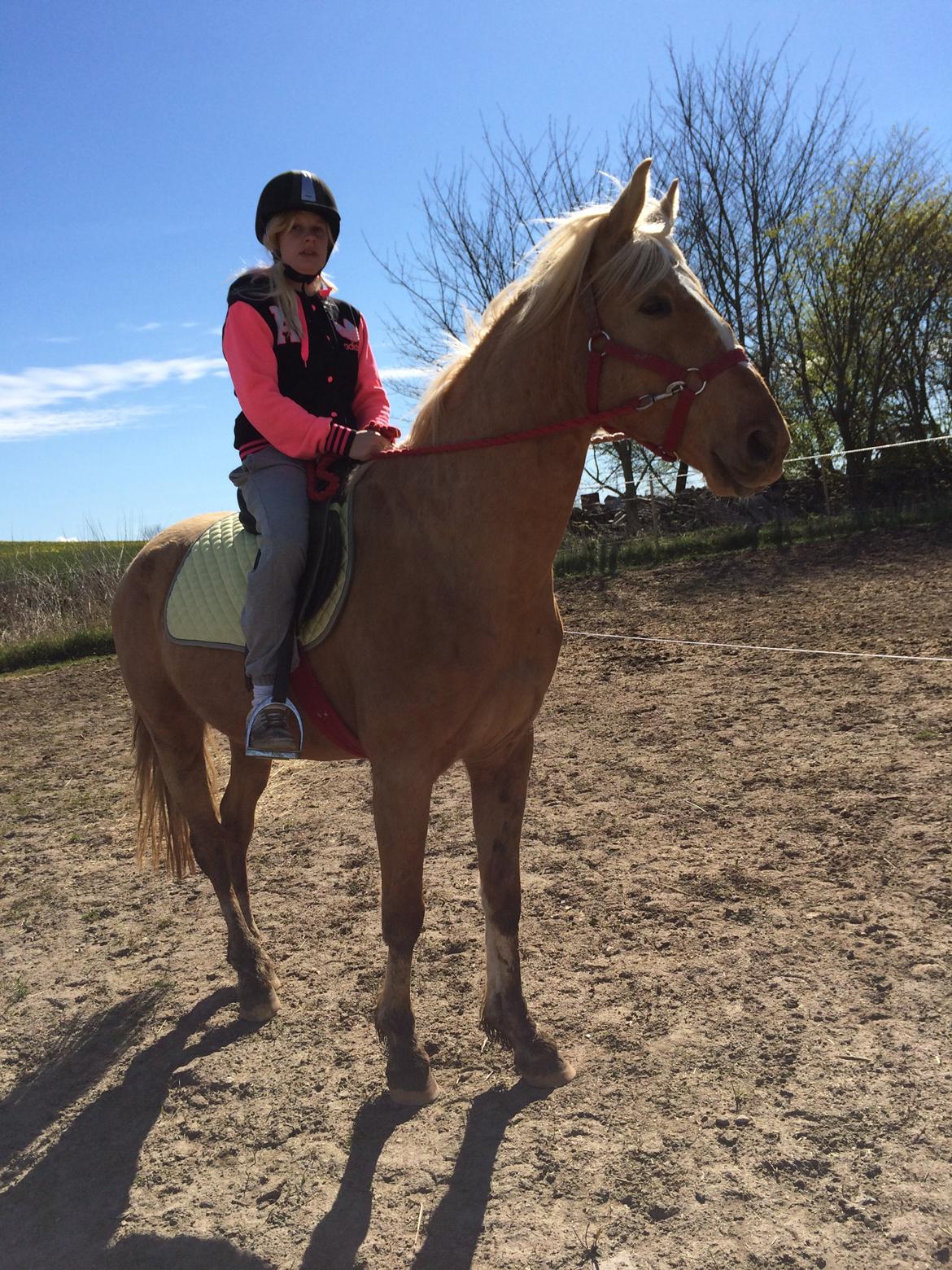 Palomino Ga' Cool Cash billede 11