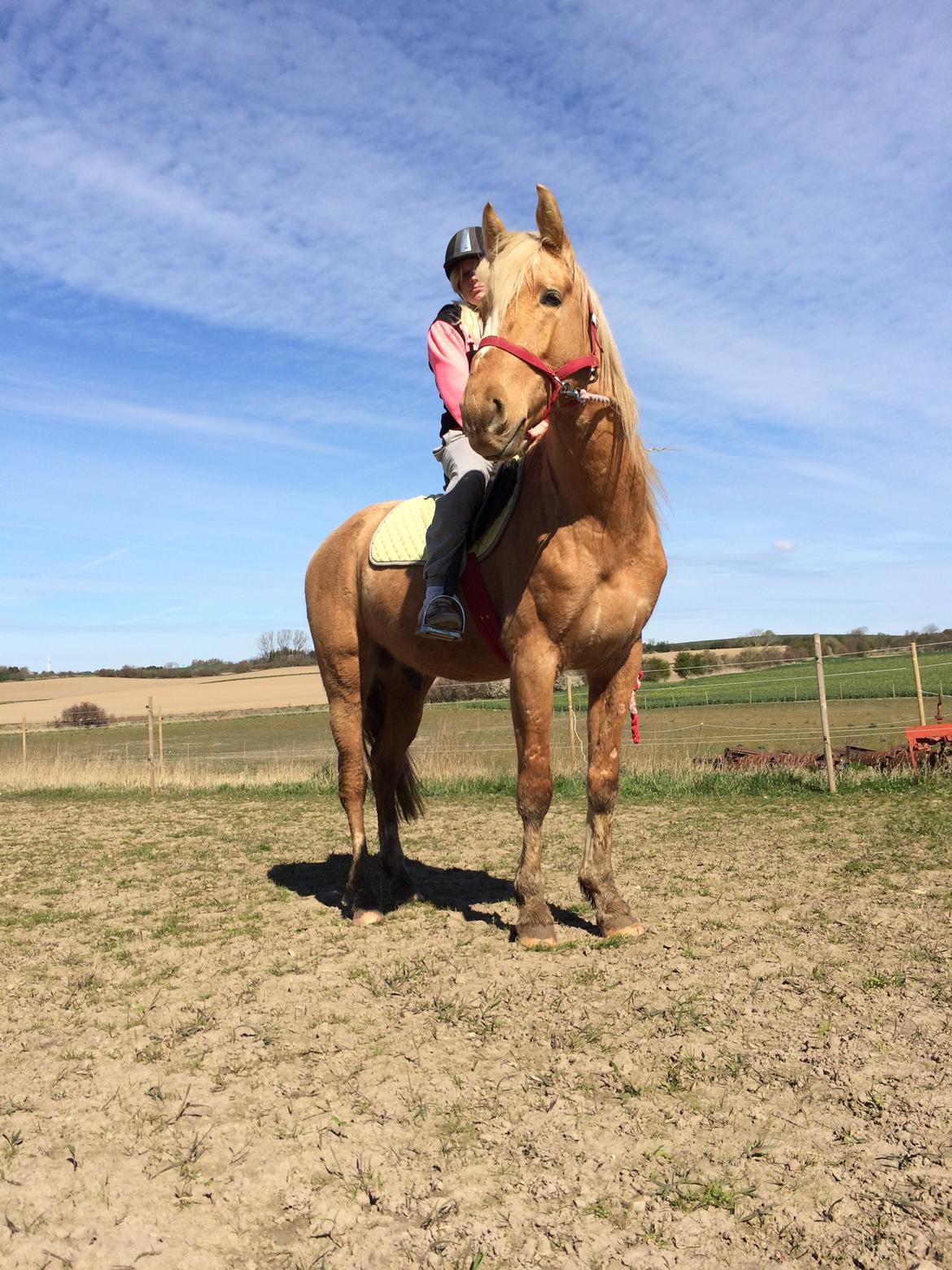 Palomino Ga' Cool Cash billede 10