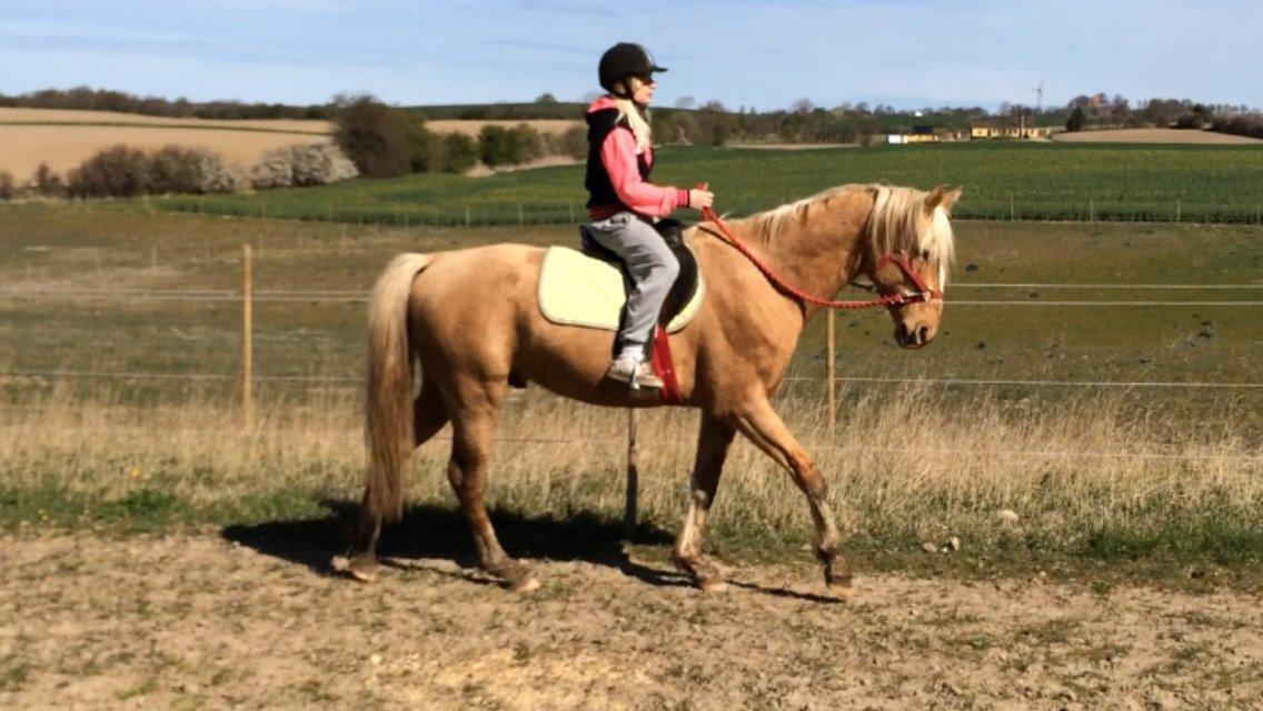 Palomino Ga' Cool Cash billede 8