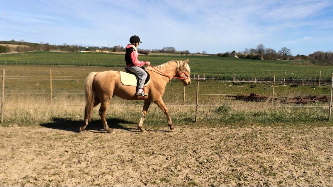 Palomino Ga' Cool Cash billede 9