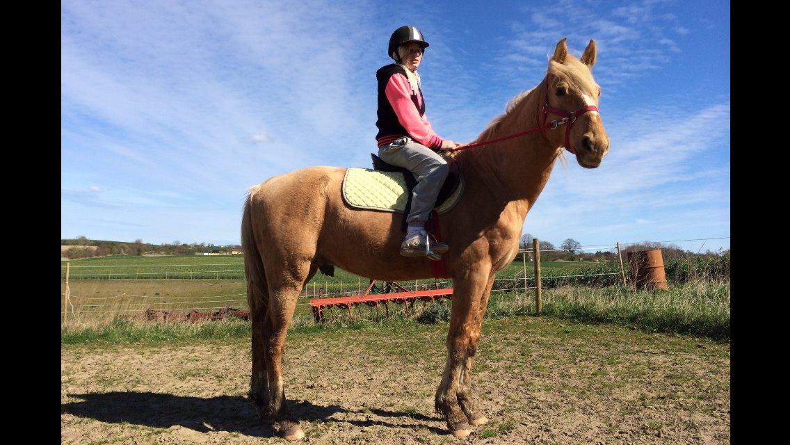 Palomino Ga' Cool Cash billede 12