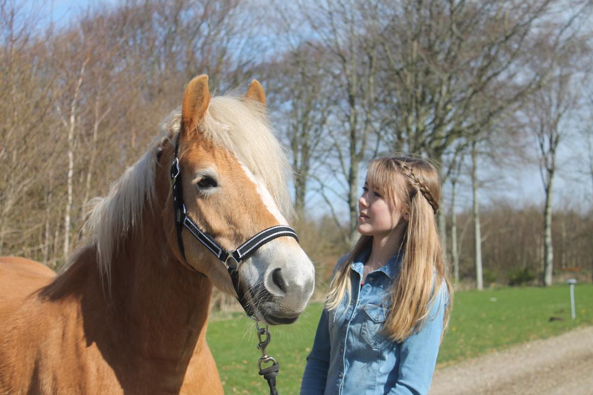 Haflinger Luna billede 2