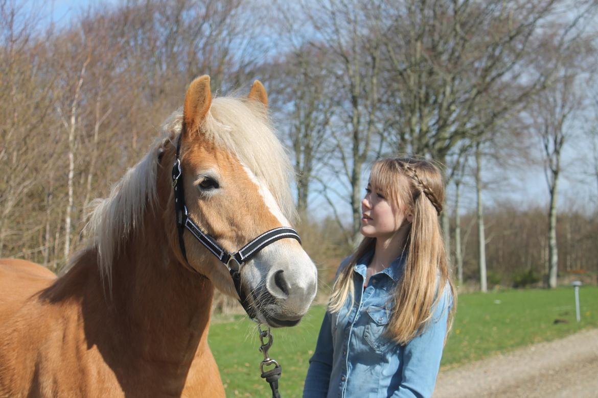 Haflinger Luna billede 2