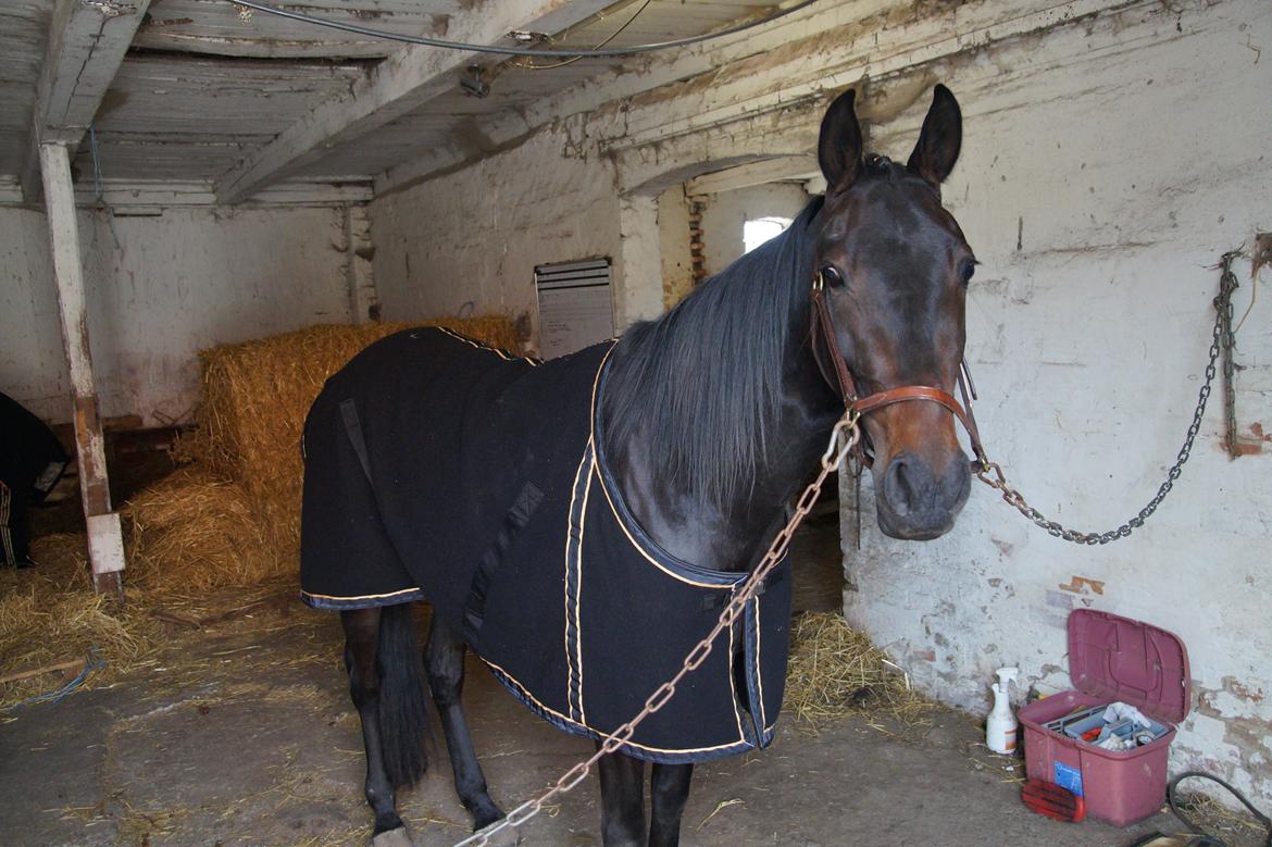 Traver Walkabout - Walkabout,lige inden hun skulle afsted tilprøveløb den 12 april 2014 billede 28