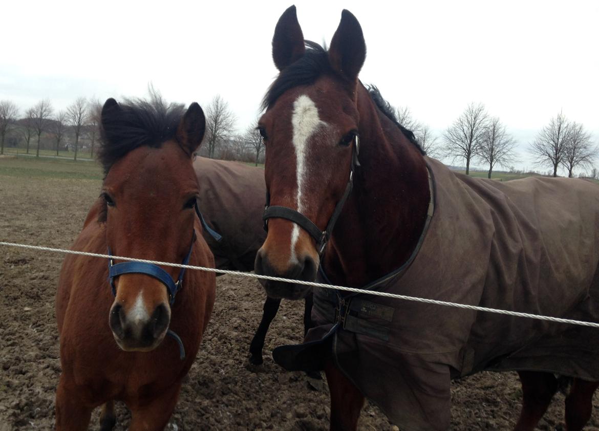 Traver Dupont - Dupont feb 2014 billede 21