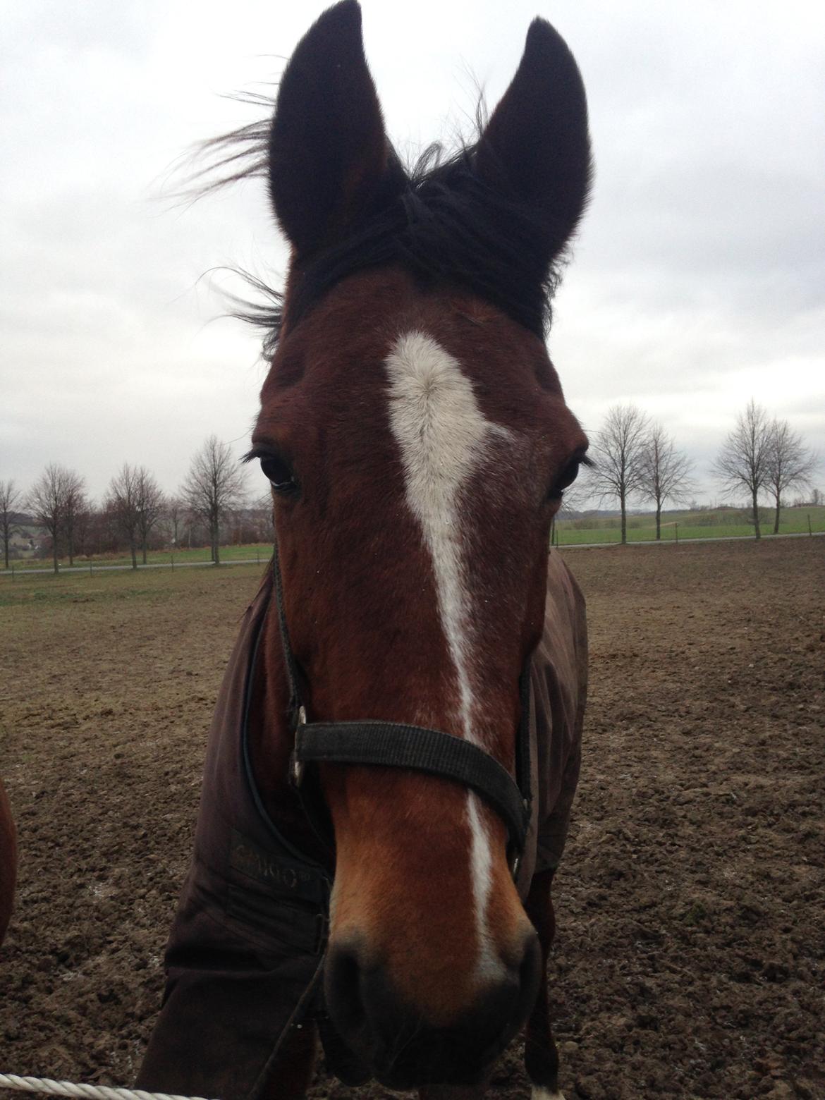 Traver Dupont - Dupont feb 2014 billede 22