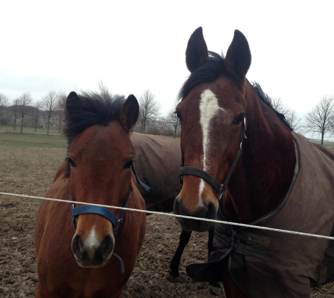 Gotlandsruss Herting - Herting og Dupont feb 2014 billede 21