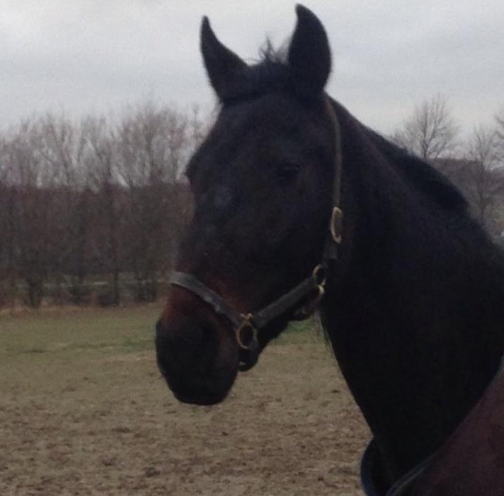 Traver Walkabout - Walkabout feb 2014 billede 31