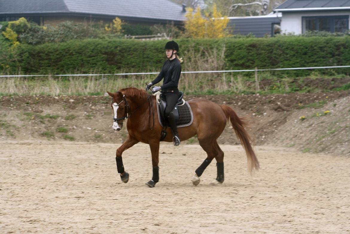 Dansk Varmblod Dia-Lotto Landlyst billede 7